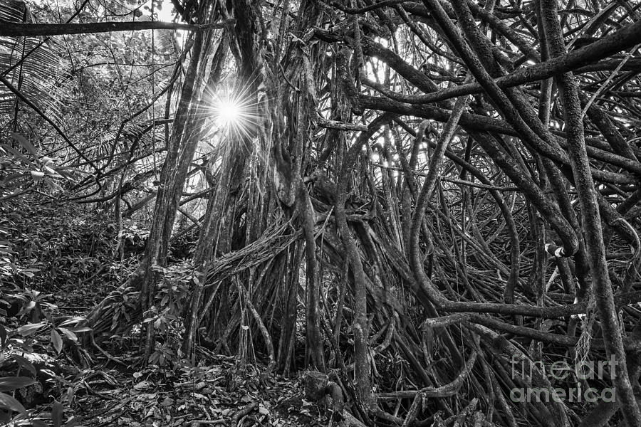 Prehistoric Photograph - The Dark Jungle by Jamie Pham