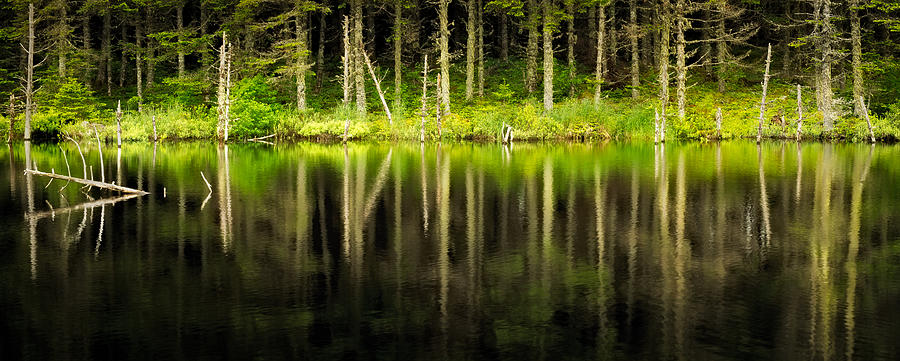 The Dark Pond Photograph by Kasandra Sproson