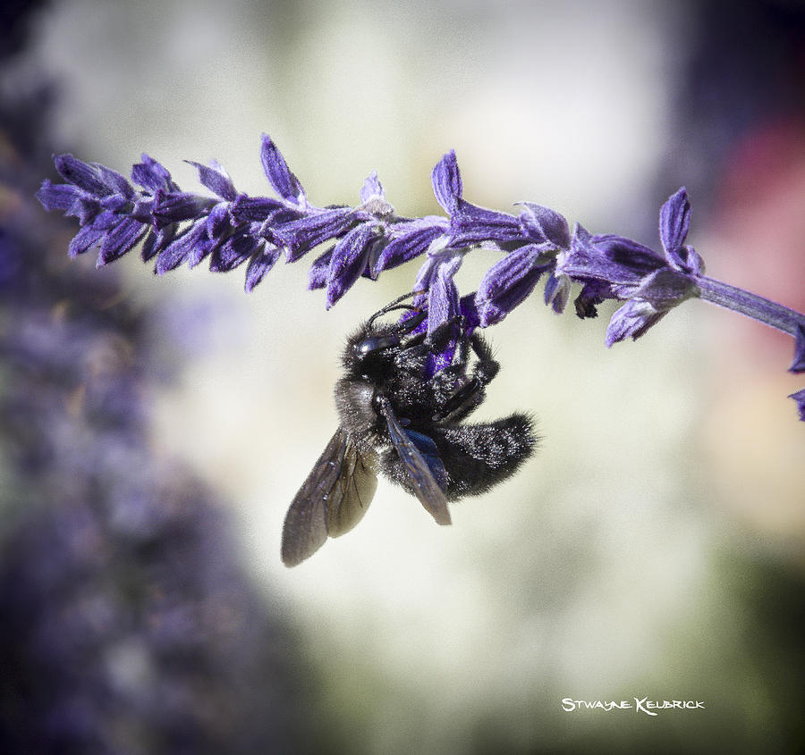 Nature Photograph - The dark queen by Stwayne Keubrick Nature Photograph - The dark queen by Stwayne Keubrick