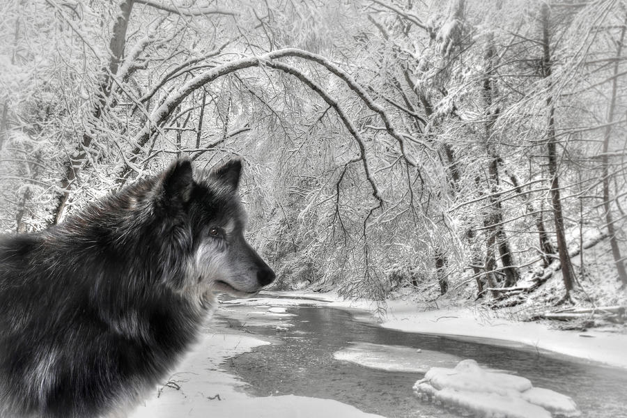 The Dark Wolf Photograph by Lori Deiter