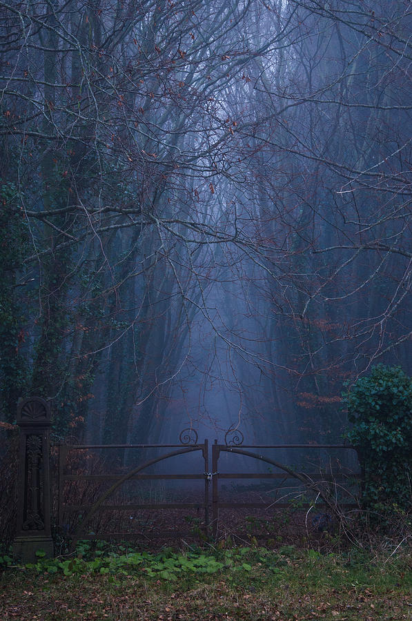Nature Photograph - The Dark Woods by Fergal Gleeson