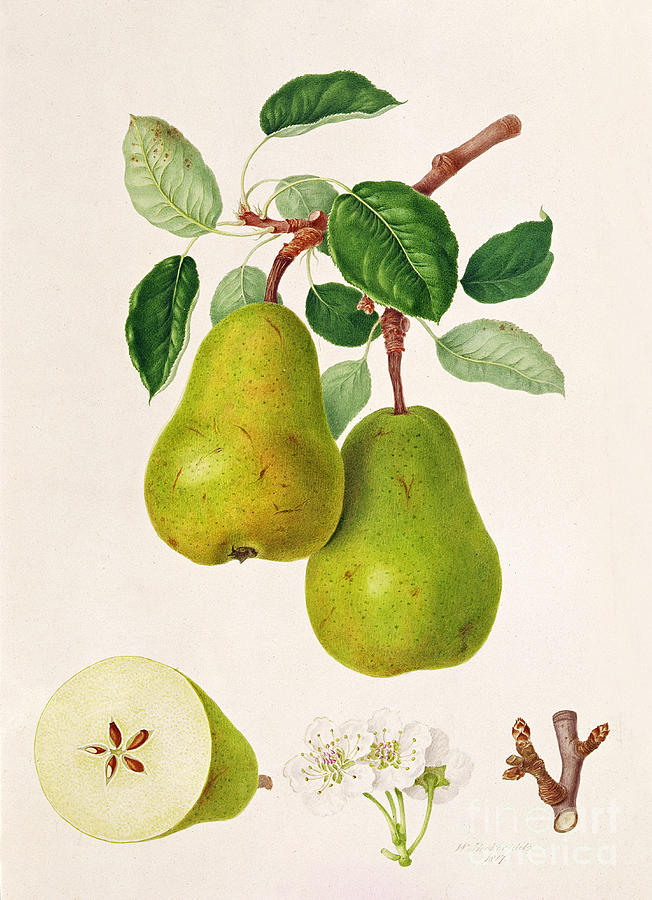 Flower Painting - The DAuch Pear by William Hooker