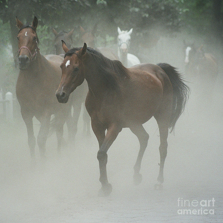Horse Photograph - The daughters of a Desert by Ang El