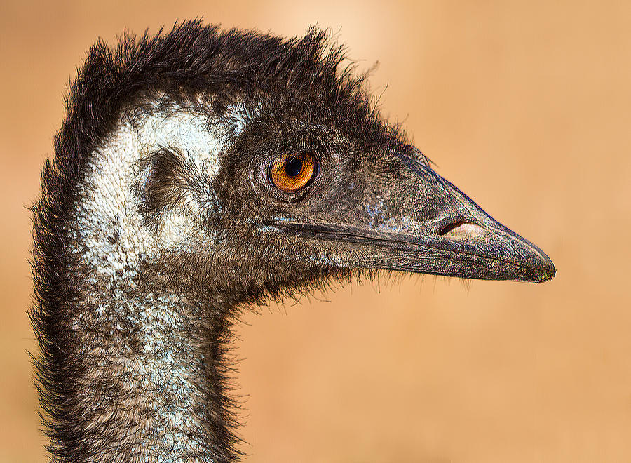 Animal Photograph - The day I met an Emu by Mr Bennett Kent