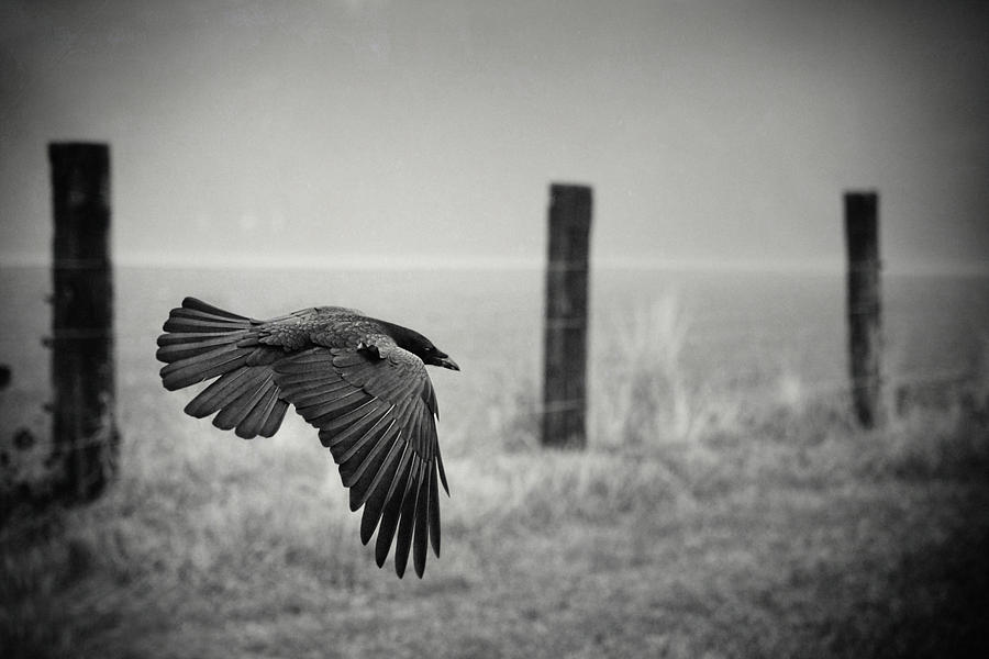 Animal Photograph - The Day Of The Raven by Holger Droste