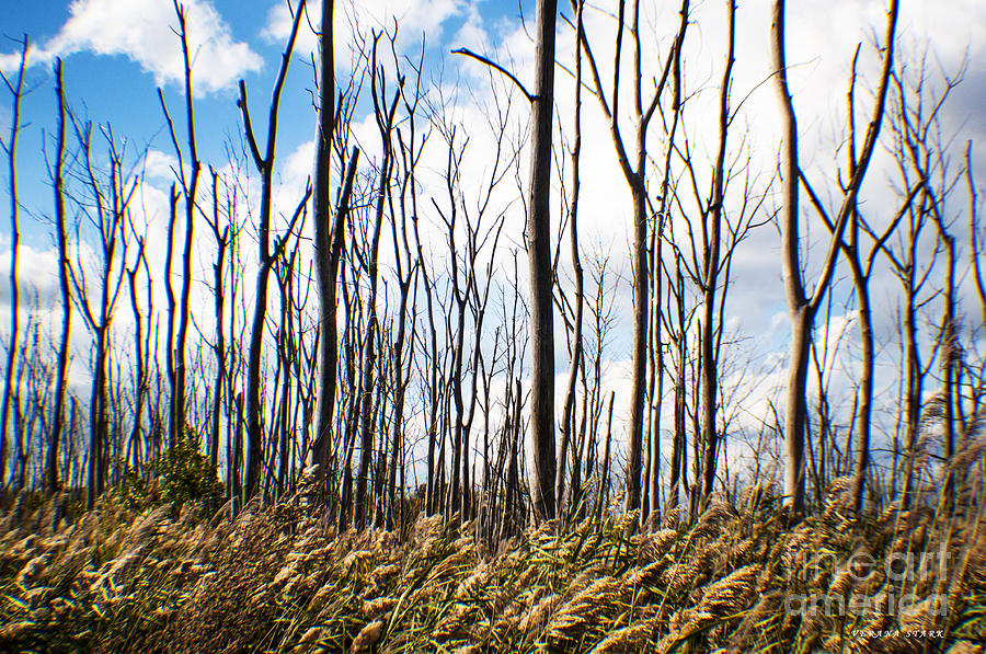 The Dead Marsh Forest Photograph by Verana Stark