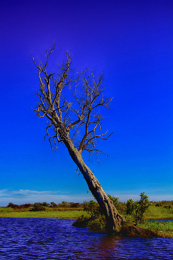 The Death of  a Tree V5 Photograph by Douglas Barnard