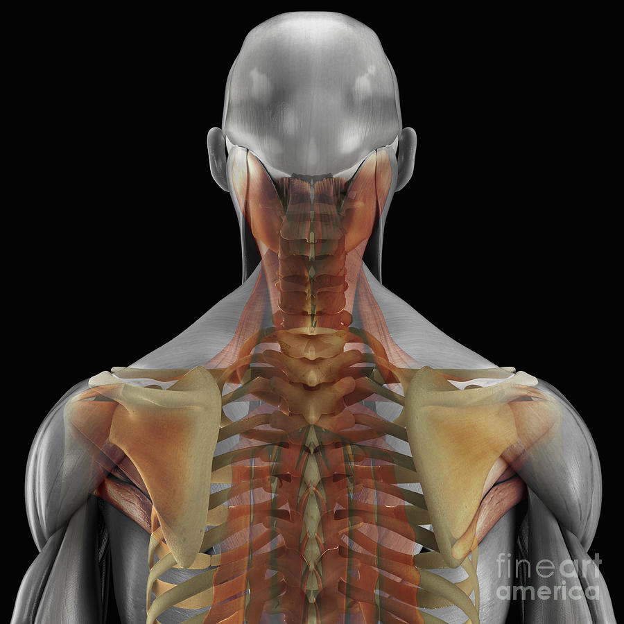 Back Bones Muscles - The Back: Bones, Ligaments + Muscles - Medicine