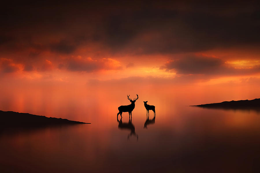 Deer Digital Art - The Deer at Sunset by Jennifer Woodward
