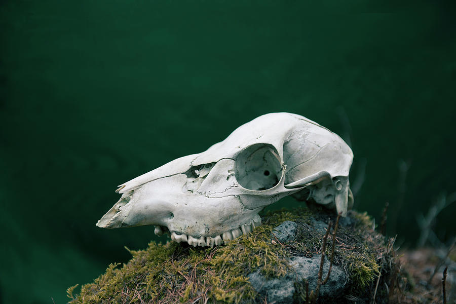 The Deer Bone Photograph by Kei Uesugi