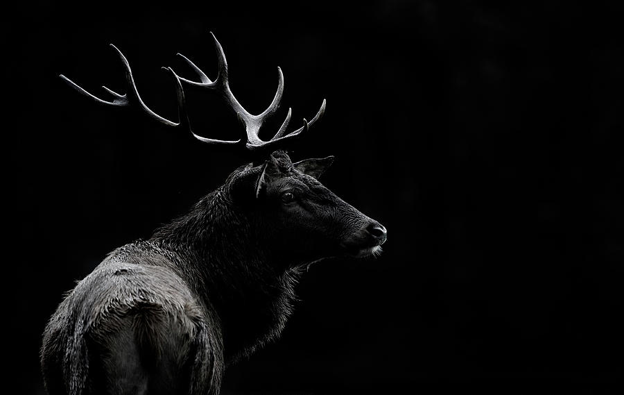 Deer Photograph - The Deer Soul by Massimo Mei