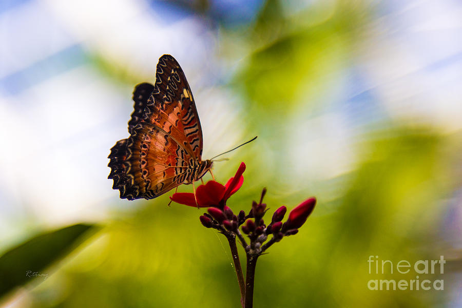 The Delic View of the Butterfly Photograph by Rene Triay FineArt Photos