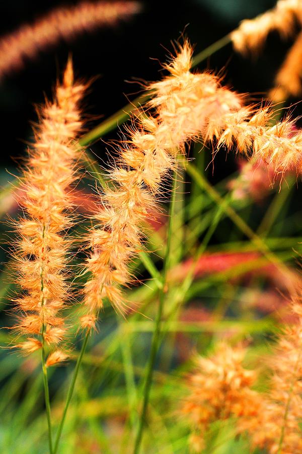 Nature Photograph - The delicate beauty of nature by Jeff Swan