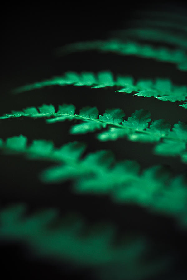 Nature Photograph - The Delicate Nature Of Ferns by Shane Holsclaw