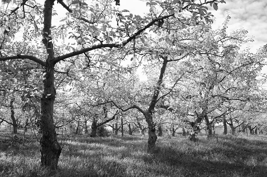 The Delicate Orchard Monotone Photograph by Allan Van Gasbeck