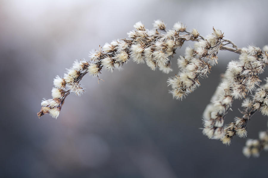Winter Photograph - The Delicate Sound Of Frost by Shane Holsclaw