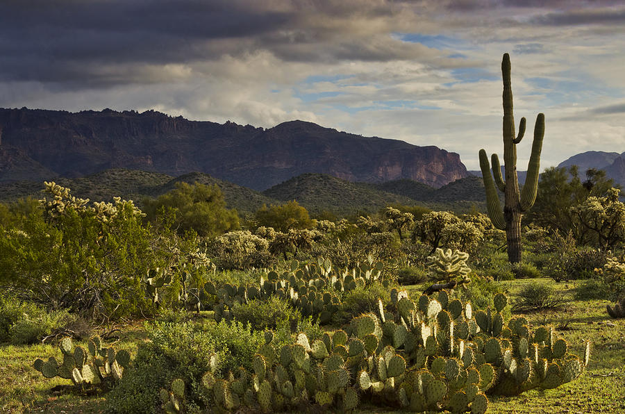 The Desert is Wearing a Carpet of Green Photograph by Saija Lehtonen ...