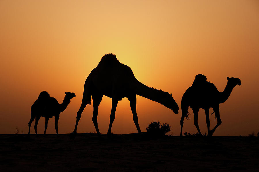 Camels Photograph - The Desert Ship by Ahmed Al-ibrahim