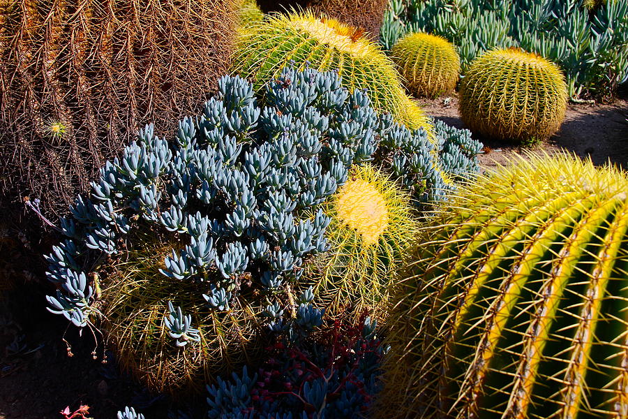 The Desert's Bounty Photograph by Denise Mazzocco - Fine Art America