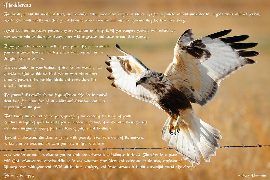 Hawk Photograph - The Desiderata with Hawk by Greg Norrell
