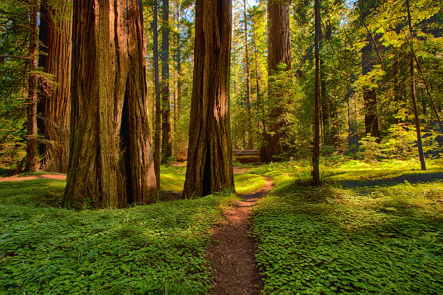 The Destination - California Redwoods I Photograph by Dan Carmichael