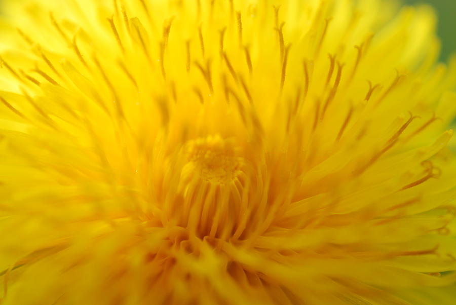 The Detail IS in the Dandelion Photograph by Kathy Paynter