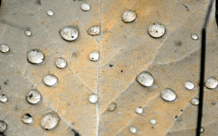 Fall Photograph - The Dew Drop Project VI by Optical Playground By MP Ray