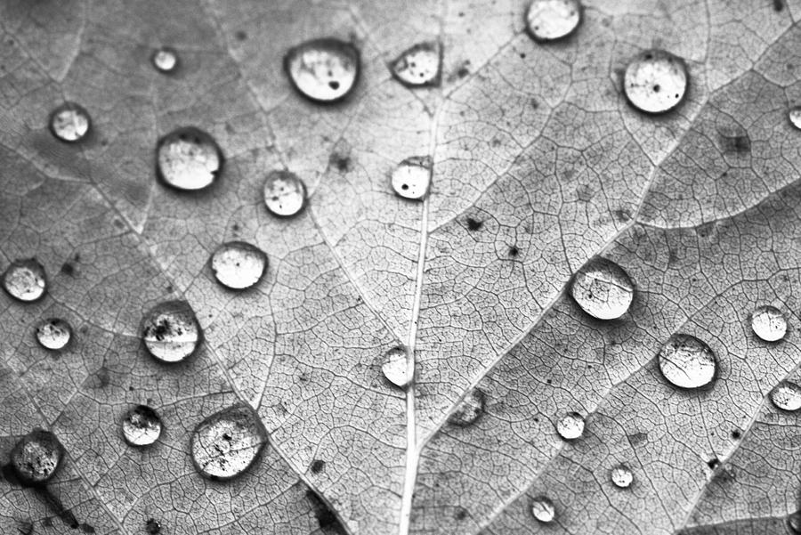 Black And White Photograph - The Dew Drops Project III by Optical Playground By MP Ray