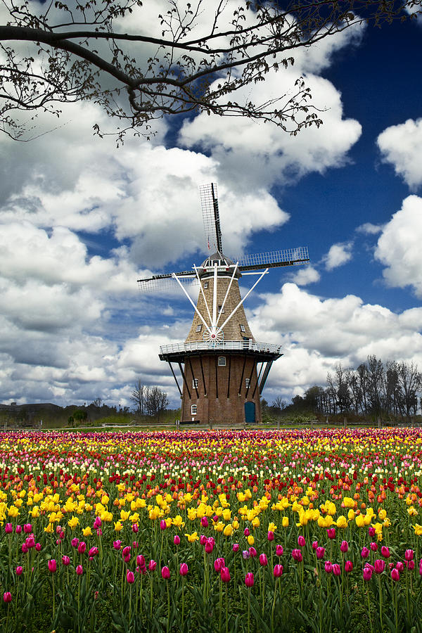 The deZwaan Dutch Windmill among the Tulips on Windmill Island in Holland Michigan Photograph by Randall Nyhof