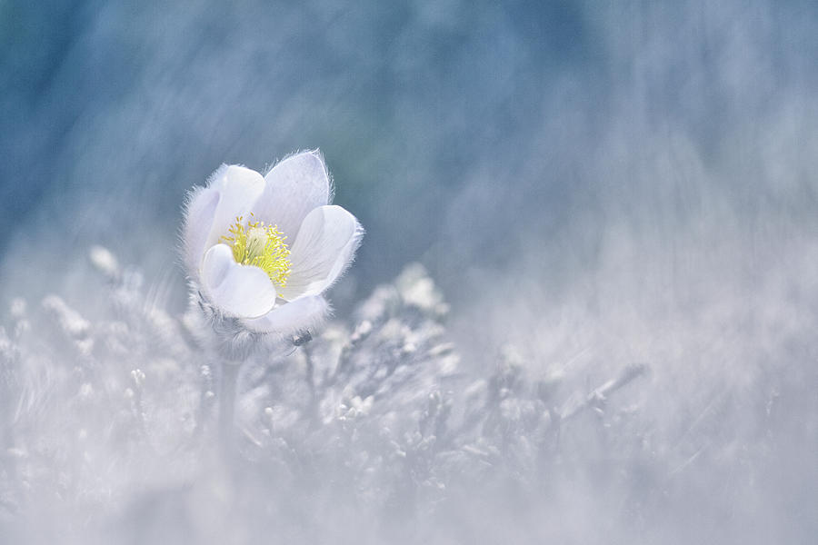Flower Photograph - The Diamond Of The Mountain by Benjamine Hullot Scalvenzi