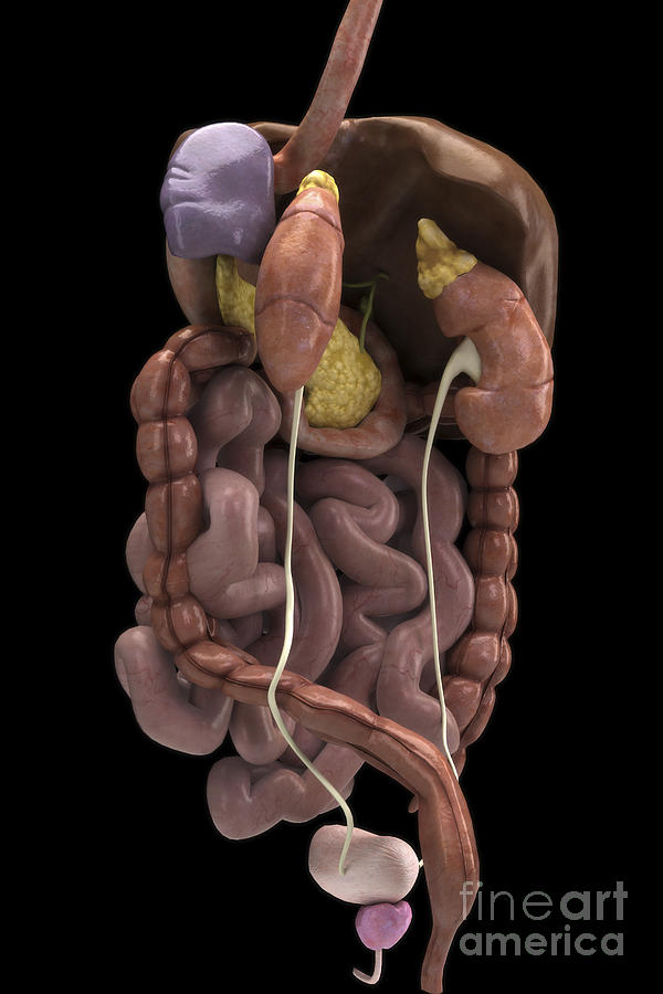 The Digestive System With Kidneys Photograph by Science Picture Co ...