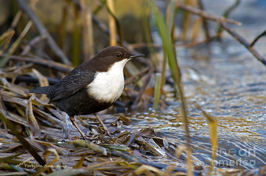The Dipper Photograph by Torbjorn Swenelius