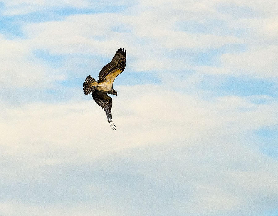 Hawk Photograph - The Dive by Terry Cosgrave