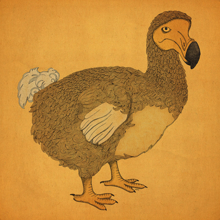 Feather Drawing - The Dodo by Meg Shearer