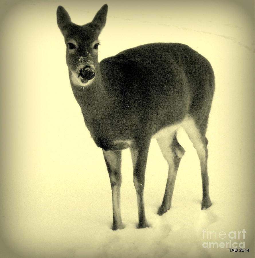 The Doe In Winter Photograph by Tami Quigley
