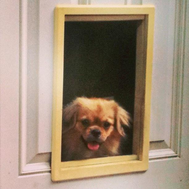 The Dog Door Is Still A Mystery Photograph by Tam Lush
