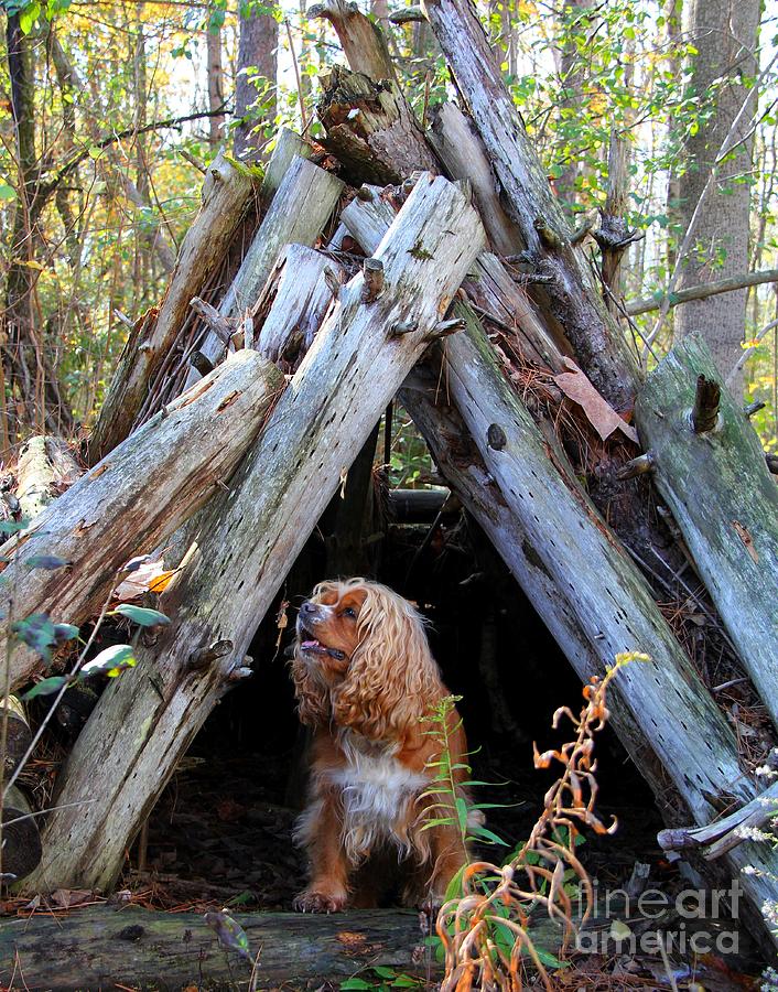 Dog Photograph - The Dog in the Teepee by Davandra Cribbie