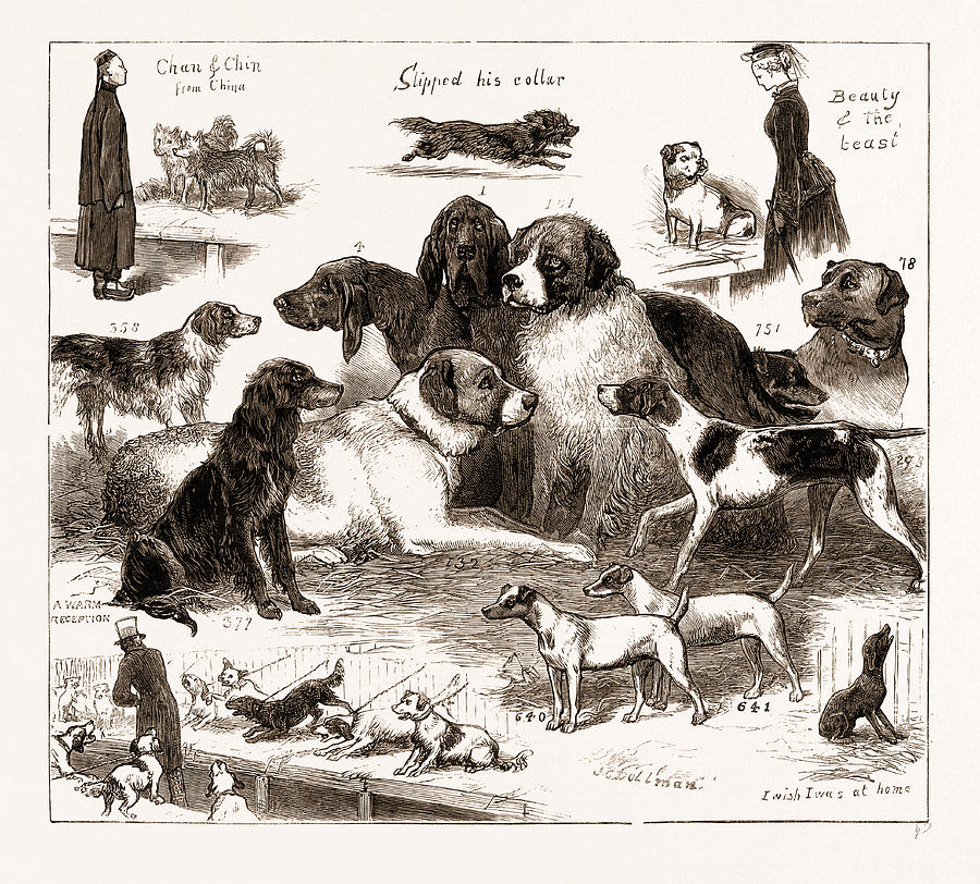 London Drawing - The Dog Show At The Crystal Palace, London by Litz Collection