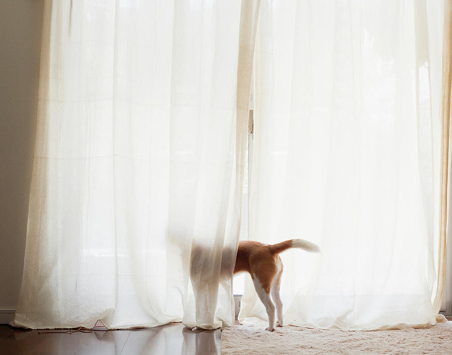 The Dog Which Looks At The Outside Of A Photograph by Yuki Kondo