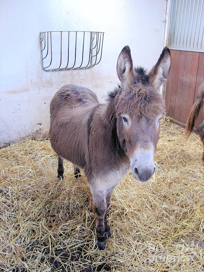 The Donkey Companion Photograph by Ross Sharp Fine Art America