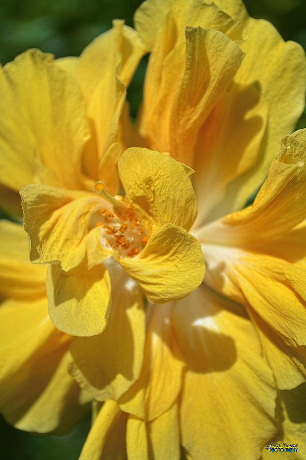 The Double Yellow Hibiscus Photograph by Aloha Art