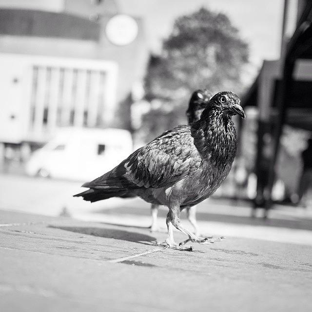 London Photograph - The Dove March (goose Step) by Aleck Cartwright