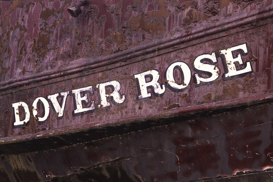 The Dover Rose Photograph by Gary Hall