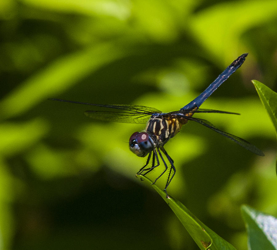Dragon Flys Photograph - The dragon Fly by Terry Cosgrave