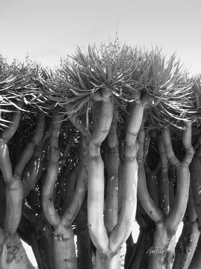 The Dragon Tree in Coronado Photograph by Ann Powell