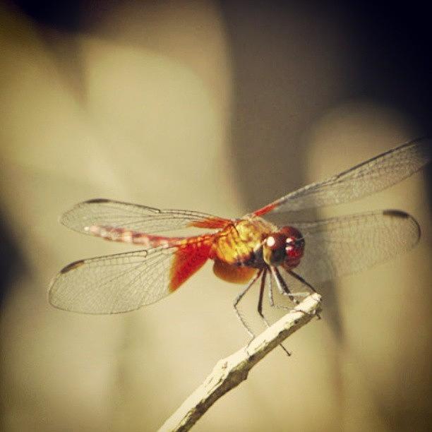 The Dragonfly Generally Symbolizes Photograph by Mariela Bruzual