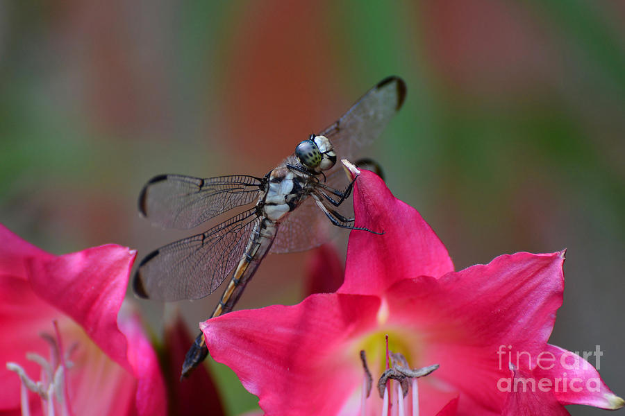 The Dragonfly Photograph by Kathy Baccari