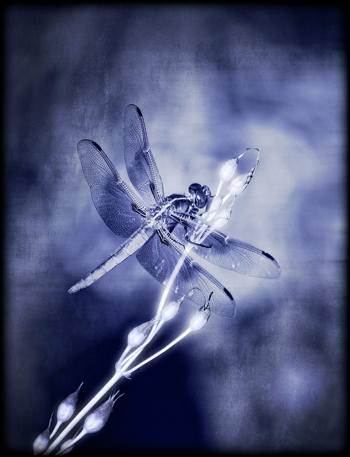 The Dragonfly  Photograph by Saija Lehtonen