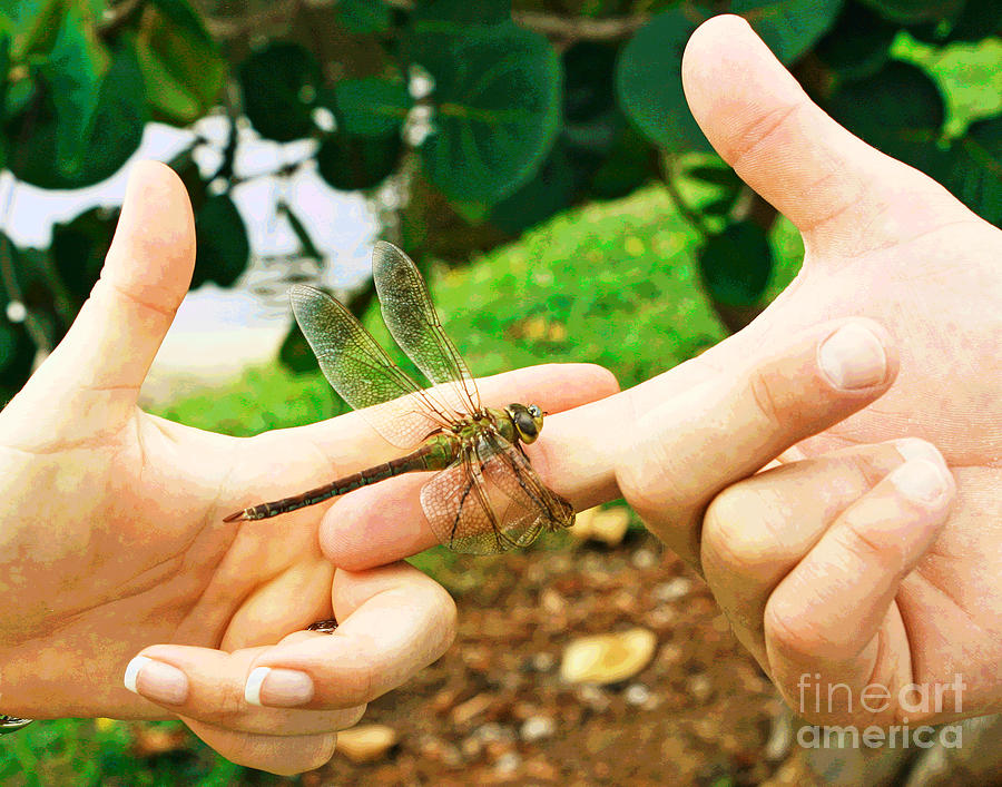 The Dragonfly Touch Photograph by Larry Oskin