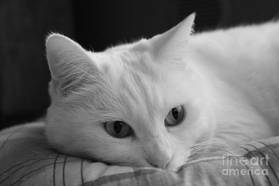 The Dreamer Cat Photograph by Donato Iannuzzi